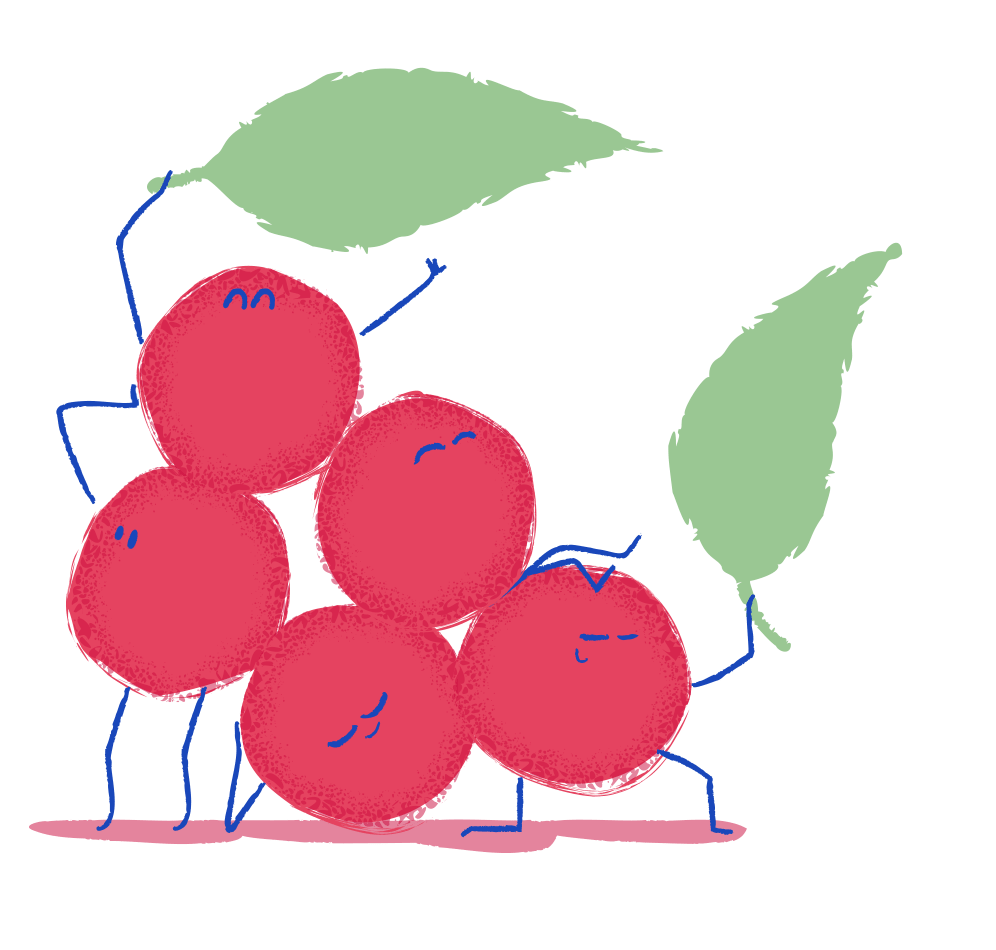 Schisandra: wild red berries 